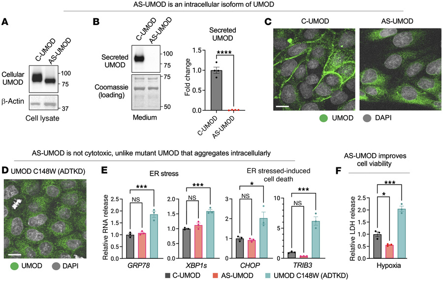 AS-UMOD is a cytoprotective intracellular isoform of UMOD.
MDCK cells st...