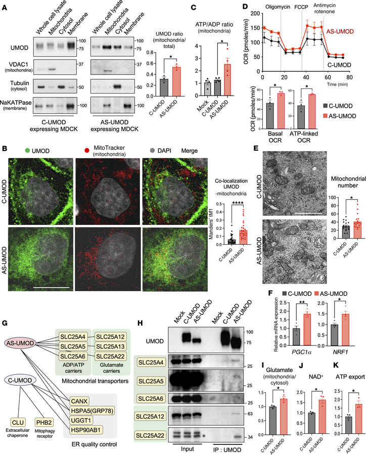 AS-UMOD enhances mitochondrial energy generation.
(A) Immunoblotting of ...