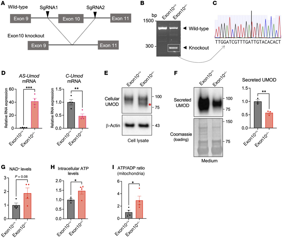 Generation of Umod exon10 heterozygous knockout (Exon10+/–) MKTAL cell l...