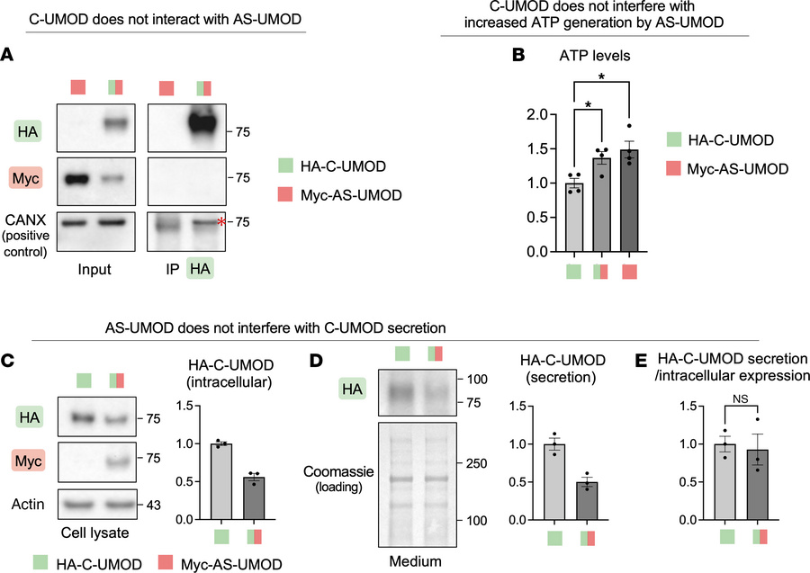 Cotransduction of C-UMOD and AS-UMOD.
HA-C-UMOD and Myc-AS-UMOD were cot...