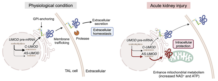 Graphical visualization of alternative splicing of UMOD.
C-UMOD is a GPI...