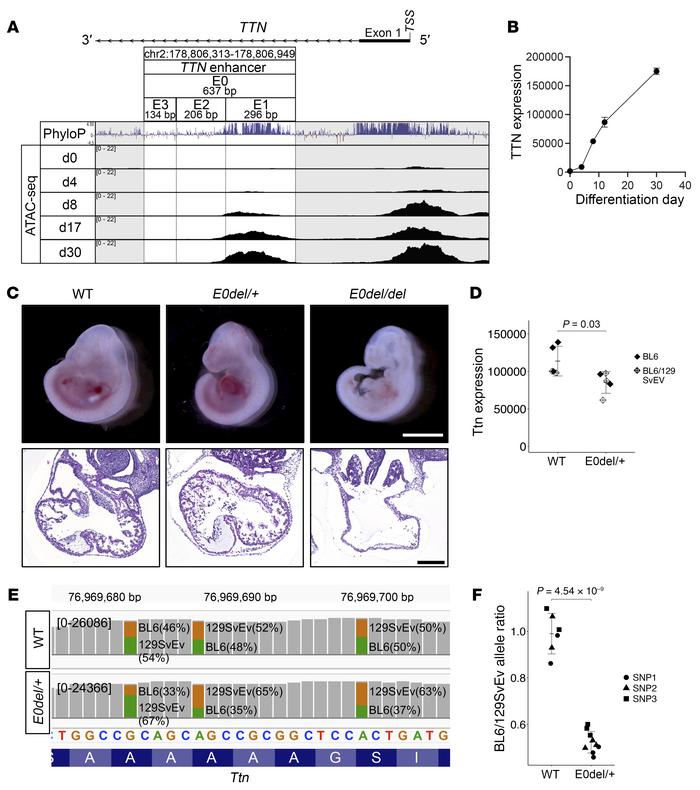 Identification of a TTN regulatory element.
(A) Discovery of a highly co...
