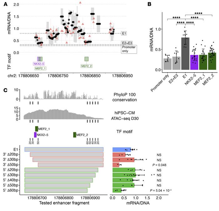 Sequence mutagenesis of E1 reveals an essential role of predicted NKX2-5...