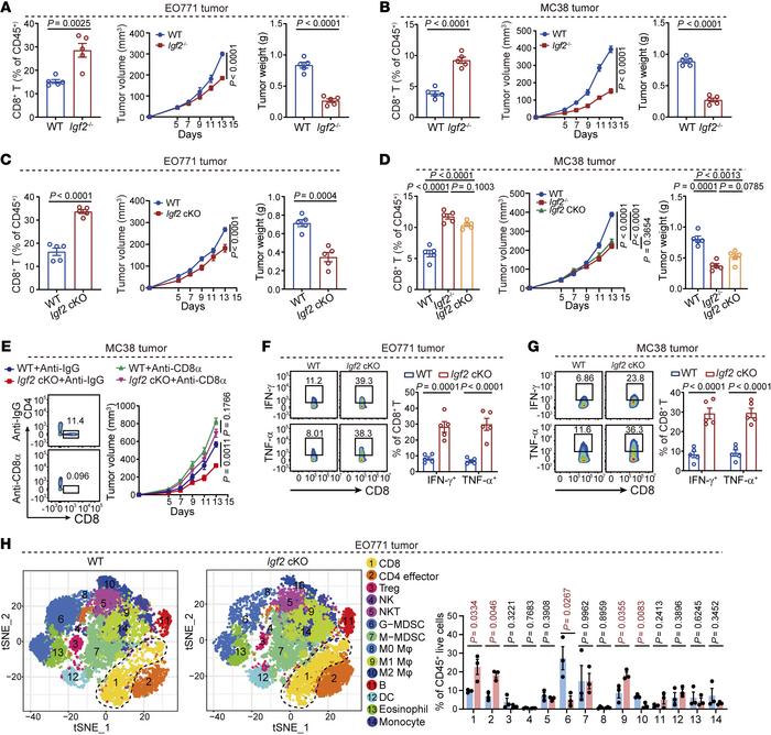 IGF2 deficiency significantly enhances T cell antitumor immunity.
(A–D) ...