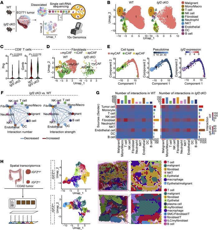 scRNA-Seq and stRNA-Seq analyses reveal the interaction between IGF2-edu...