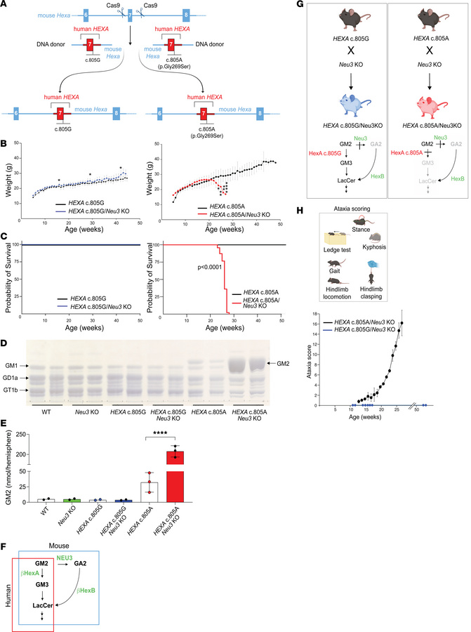 Generation of a LOTS mouse model for base editing.
(A) Schematic of the ...