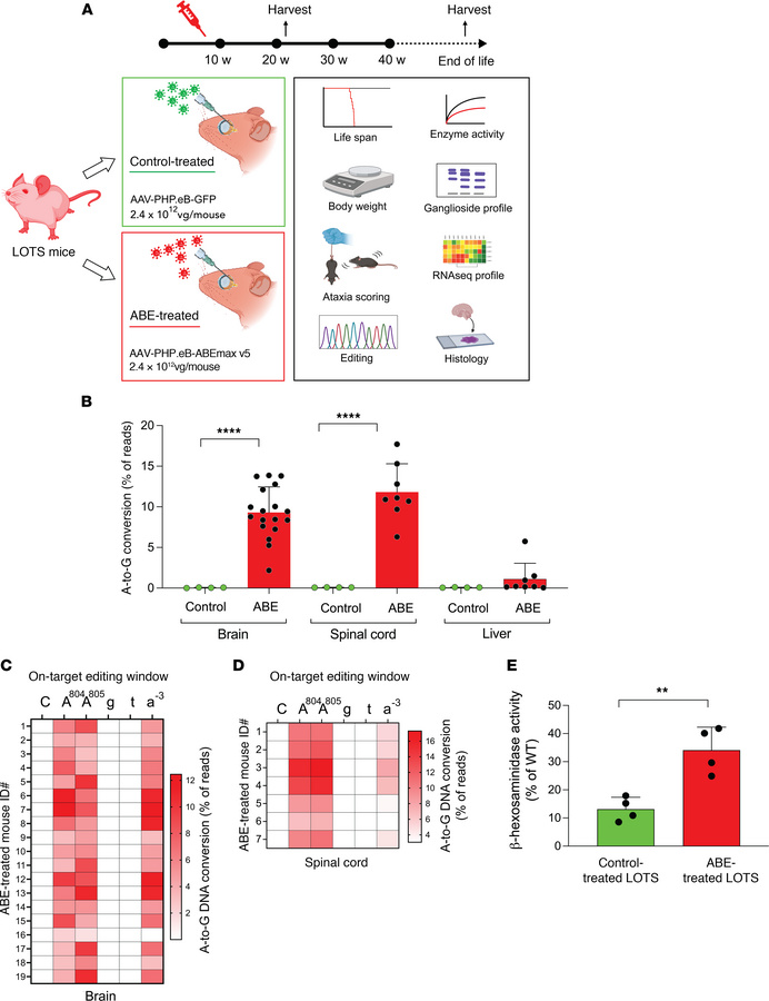 Base-editor treatment corrects the HEXA c.805G>A mutation and partial...