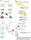 Base editing corrects the HEXA c.805G>A mutation in fibroblasts from a pati