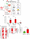 Base-editor treatment corrects the HEXA c.805G>A mutation and partially res