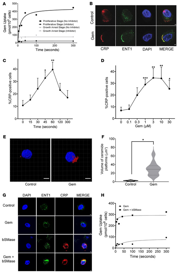 Nucleoside transporter ENT1 requires CRPs for functionalization of gemci...