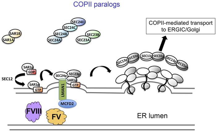The assembly of the COPII inner and outer coats.
The multiple mammalian ...