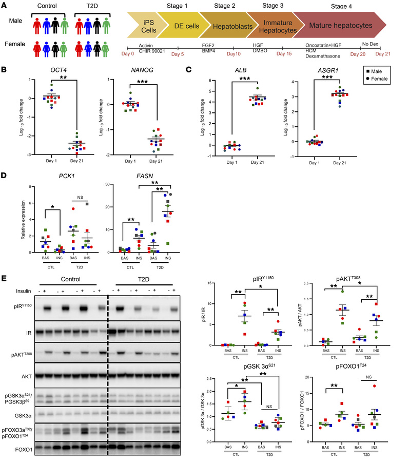 Directed differentiation of iHeps.
(A) Schematic of iPS cell differentia...
