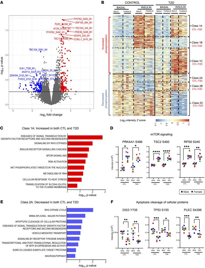 Insulin-regulated phosphosites in control and T2D iHeps.
(A) Volcano plo...