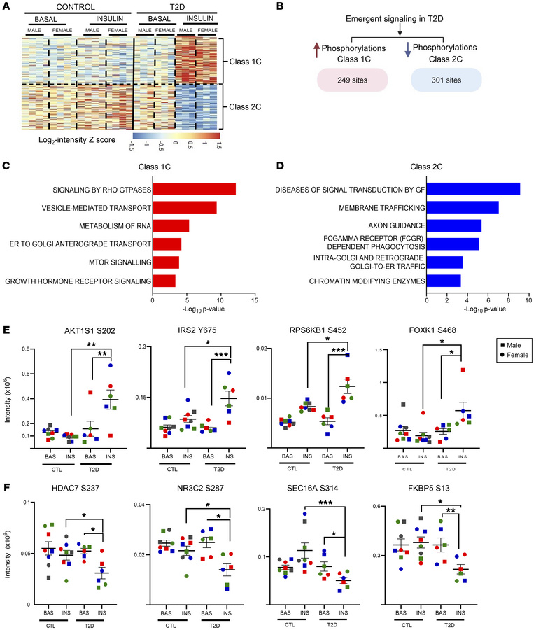 Emergent insulin signaling in T2D iHeps upon insulin stimulation.
(A) Hi...