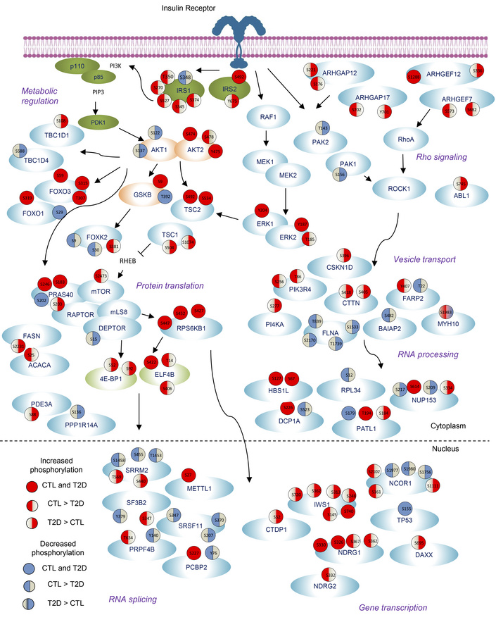 Insulin signaling map showing some critical nodes of phosphoproteome alt...
