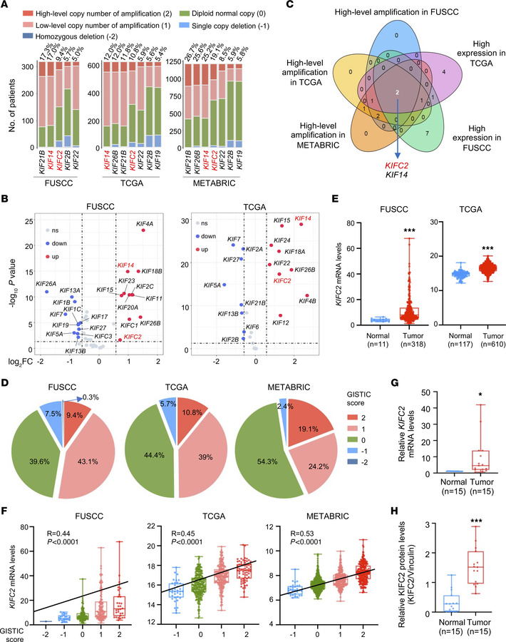 
KIFC2 is amplified and overexpressed in HR+/HER2– BC.
(A) High-level am...