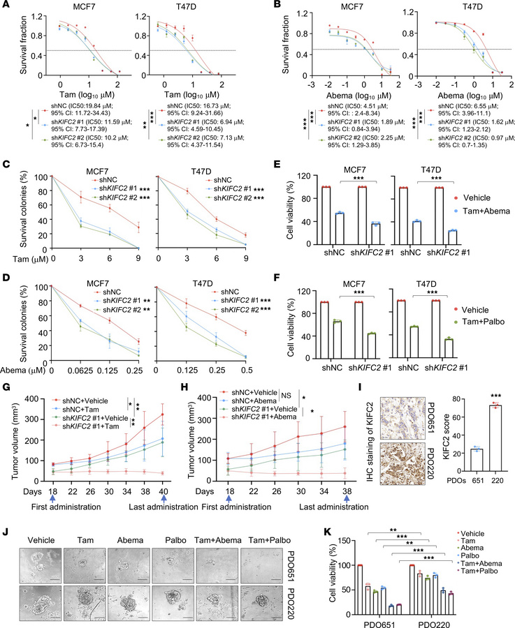 Knockdown of KIFC2 enhances the sensitivity of HR+/HER2– BC cells to the...