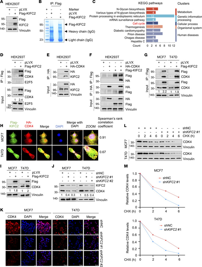 KIFC2 interacts with CDK4 and enhances its protein stability.
(A and B) ...