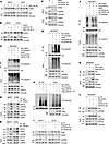 KIFC2 recruits USP9X to stabilize CDK4.
