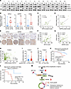 Clinical relevance of the KIFC2-USP9X/CDK4 axis in HR+/HER2– BC.