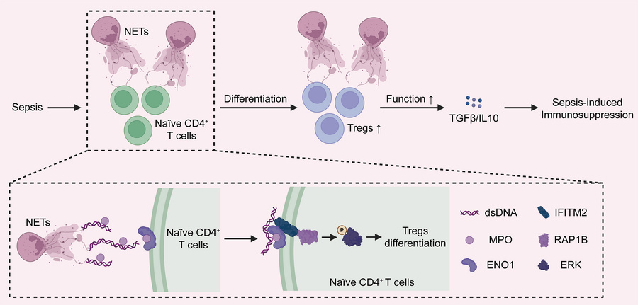 graphical abstract