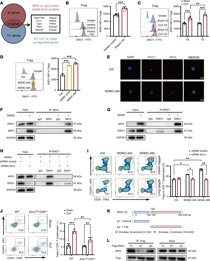 Cell surface ENO1 interacted with MPO to navigate the effects of NDMC on...