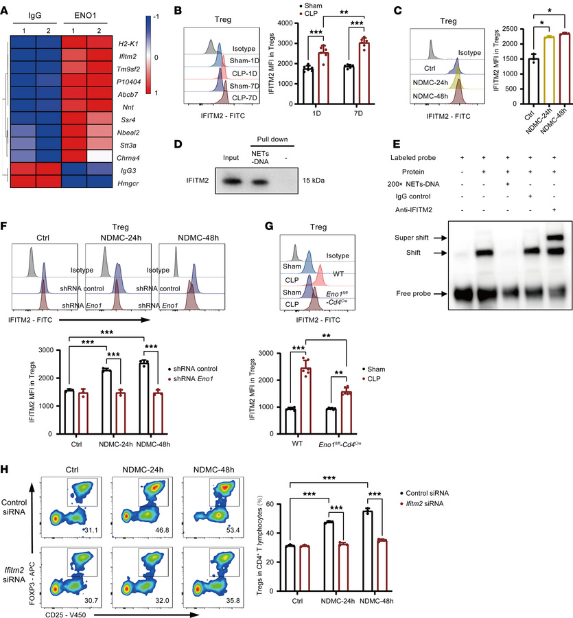 MPO-ENO1 transmitted stimulatory signals for NET-DNA through upregulatin...