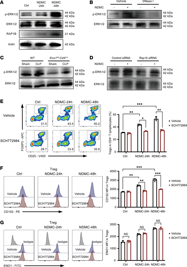NDMC activated the ERK pathway via RAP1B to promote Treg differentiation...