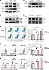 NDMC activated the ERK pathway via RAP1B to promote Treg differentiation an
