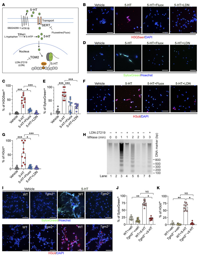 5-HT induces histone serotonylation in neutrophils during NET formation....