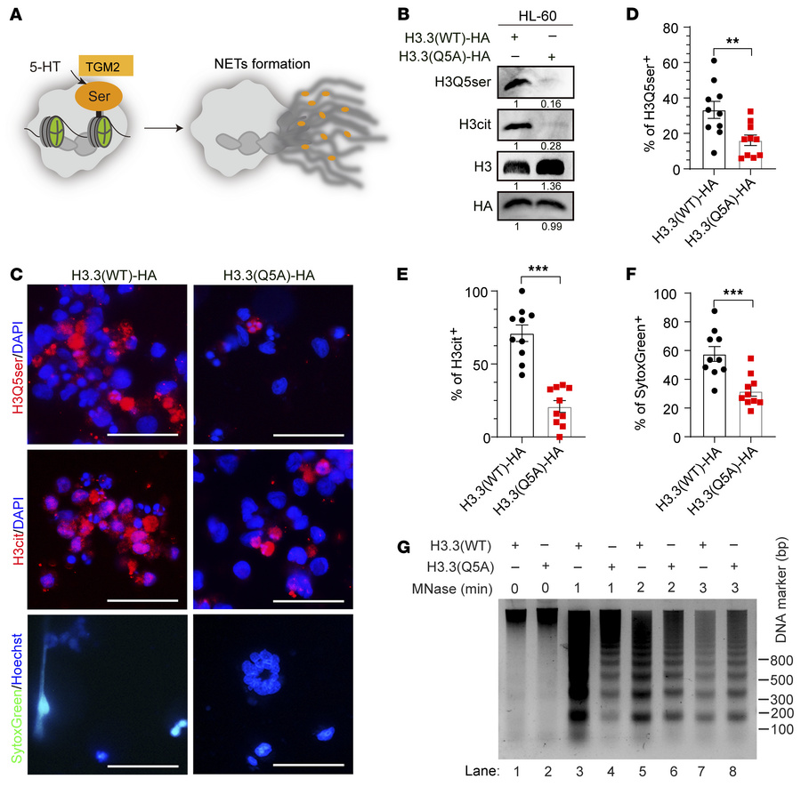 H3Q5ser modification promotes the formation of NETs.
(A) Schematic diagr...