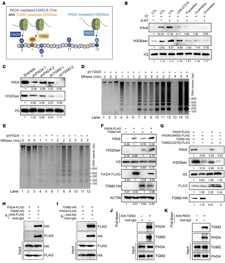 TGM2 collaborates with PAD4 to coordinate histone serotonylation and cit...