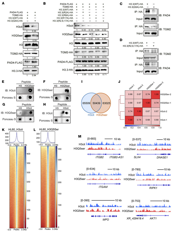 H3Q5ser and H3cit are mutually enhanced and share chromatin occupancy on...