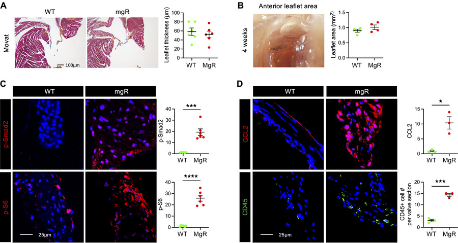 TGF-β and mTOR signaling activation and leukocyte accumulation without m...