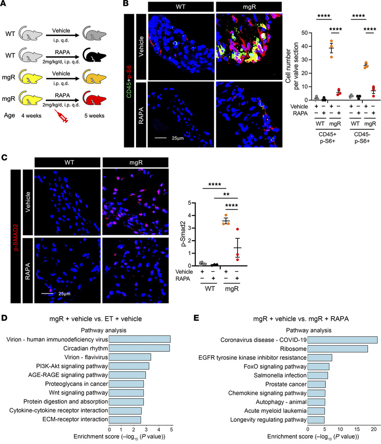 Inhibition of mTOR and TGF-β signaling and leukocyte recruitment by rapa...