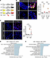 Inhibition of mTOR and TGF-β signaling and leukocyte recruitment by rapamyc