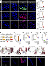 Integrin signaling is required for mTOR and TGF-β activation evident by int