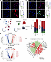 Evidence of TGF-β and mTOR signaling activation and β1 integrin expression