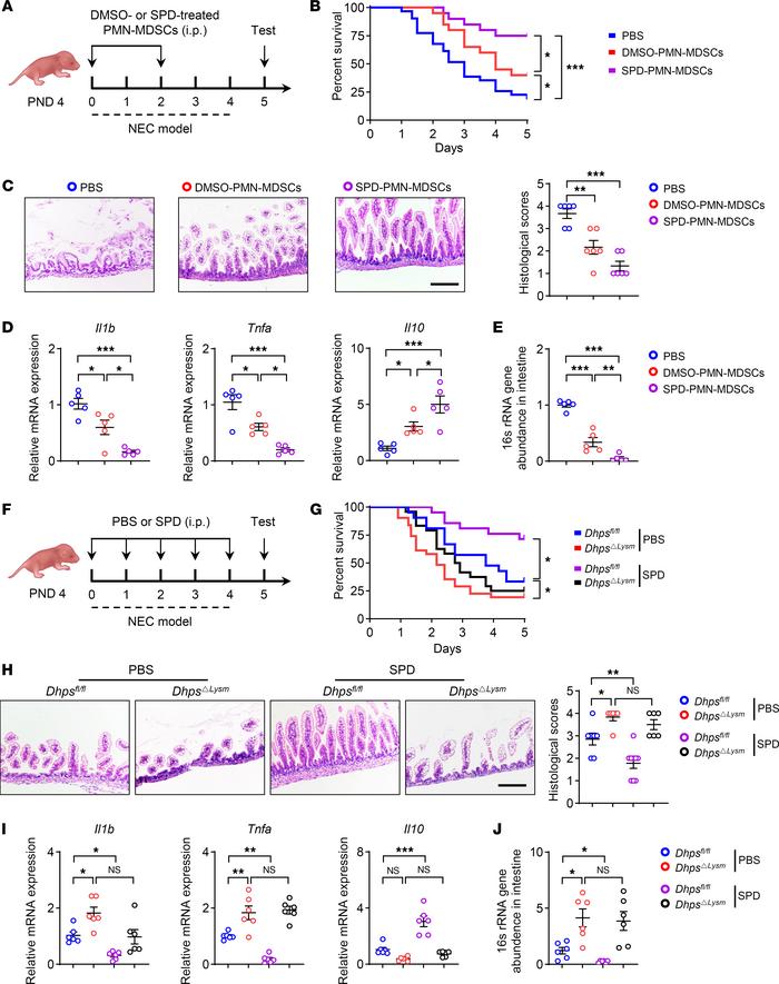 Spermidine attenuates neonatal inflammation through eIF5AHyp in PMN-MDSC...