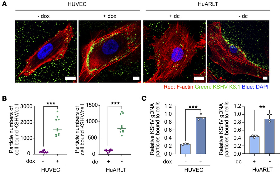 Enhanced binding of KSHV in senescent human endothelial cells.
(A) Confo...