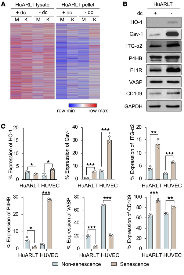 Identification of candidate proteins associated with increased KSHV infe...