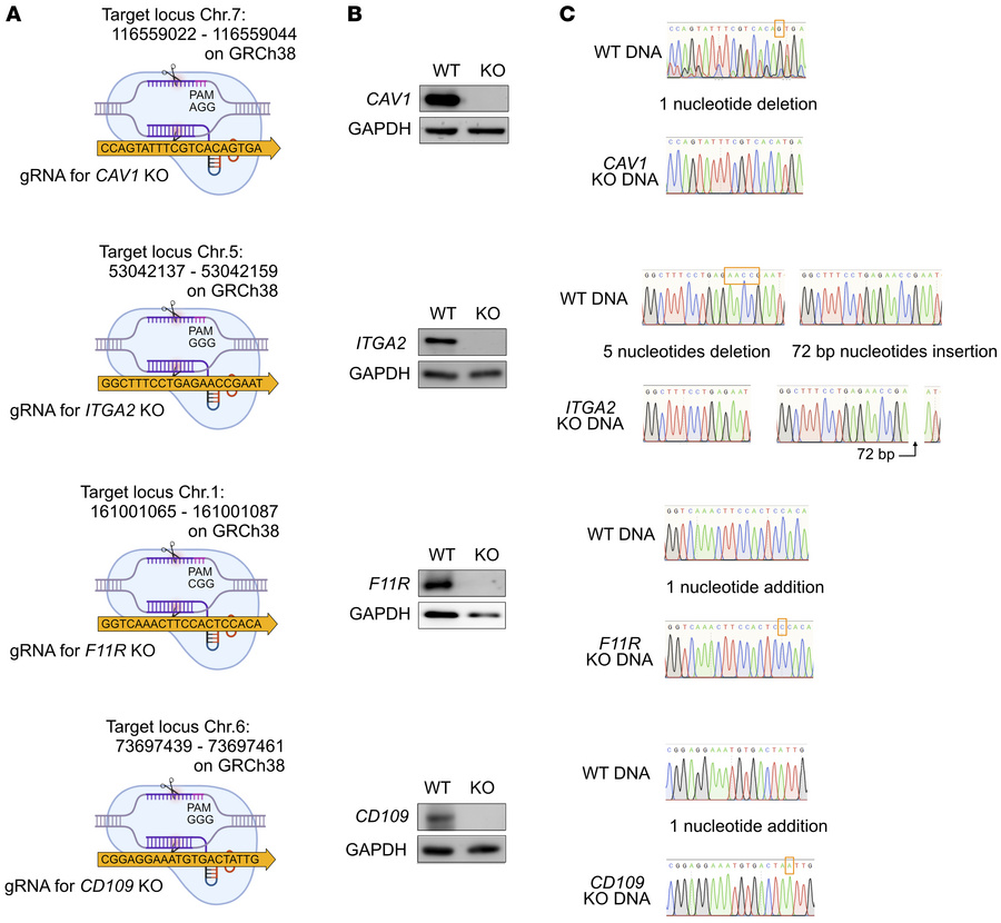 Establishment and characterization of KO clones for the candidate protei...