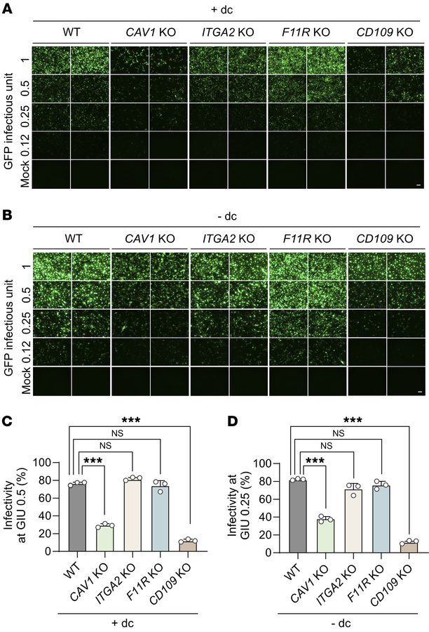 Analysis of KSHV infectivity in KO clones of CAV1, ITGA2, F11R, and CD10...