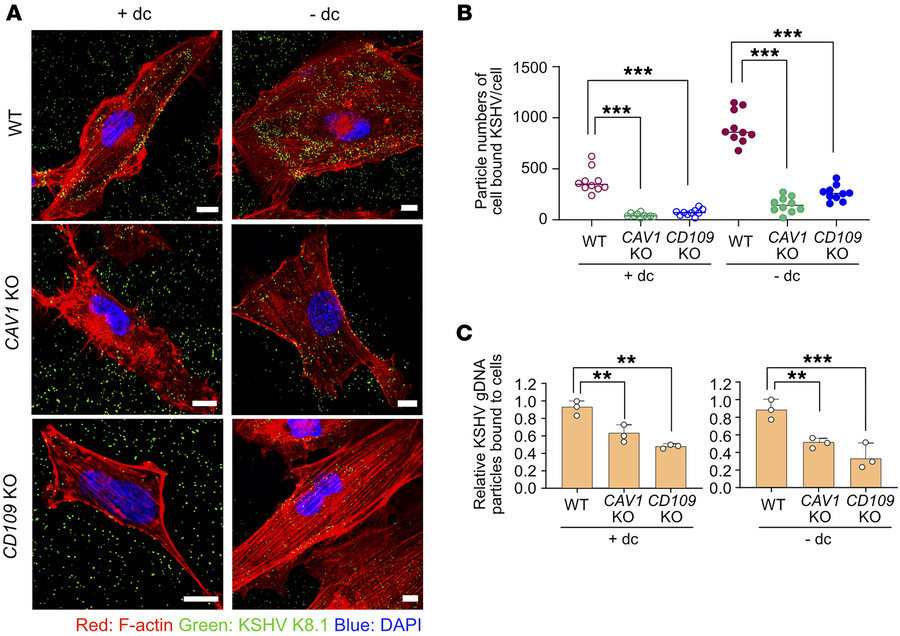KSHV binding to the cell surface of CAV1-KO and CD109-KO HuARLT cells.
(...