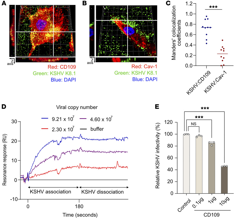 Analysis of KSHV interaction with caveolin-1 and CD109.
(A and B) Three-...