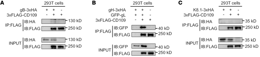 KSHV gH/gL interacts with CD109.
Co-IP analysis of CD109 with KSHV glyco...