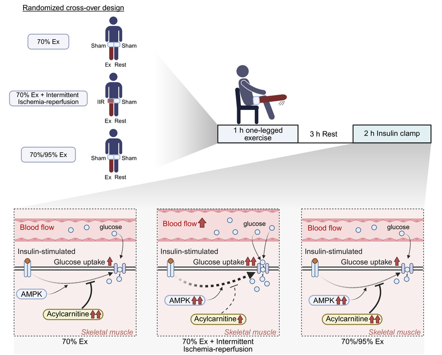 graphical abstract