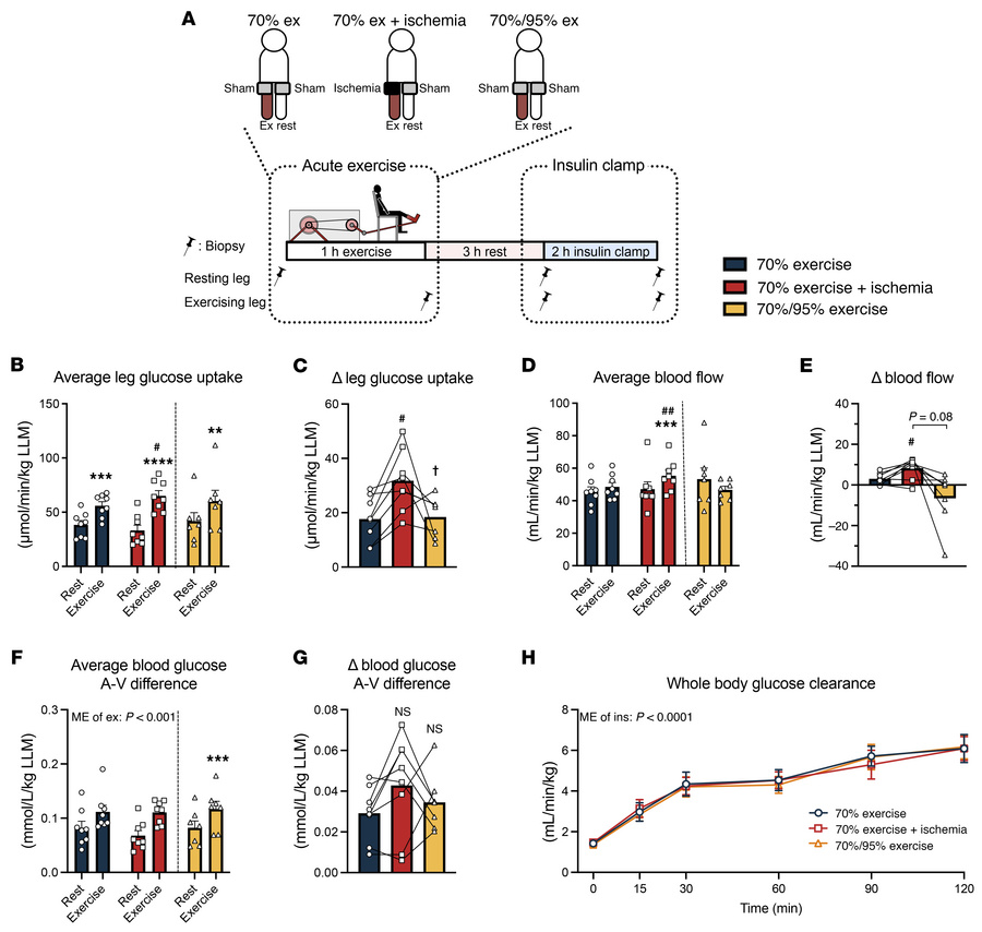 IIR potentiates the insulin-sensitizing effect of a single bout of exerc...