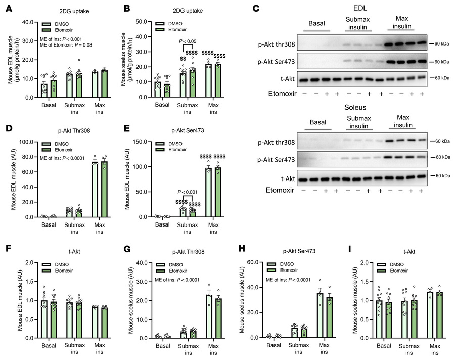 Etomoxir enhances insulin-stimulated glucose uptake in mouse skeletal mu...