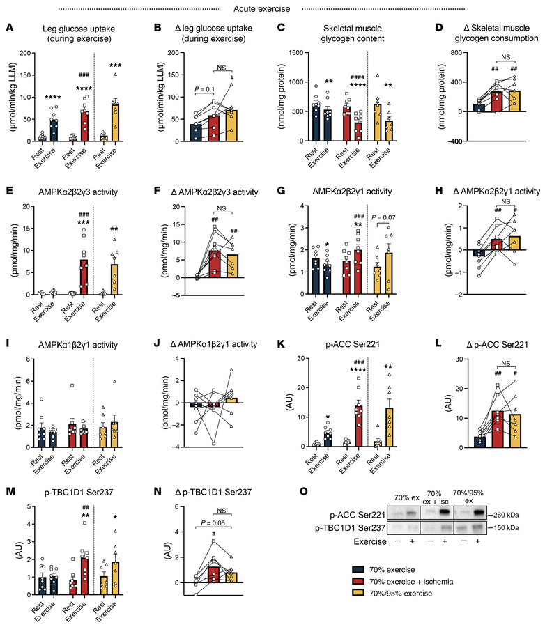 IIR-70%EX and 70%/95%EX enhance AMPK activation and glycogen consumption...